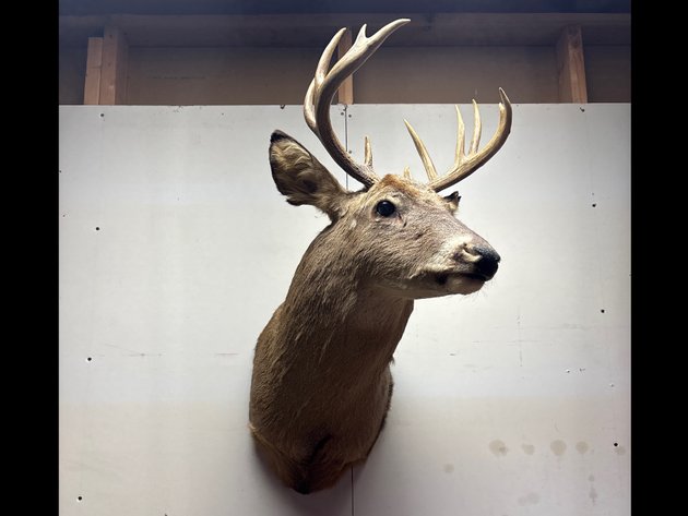 Image for Almost Springtime