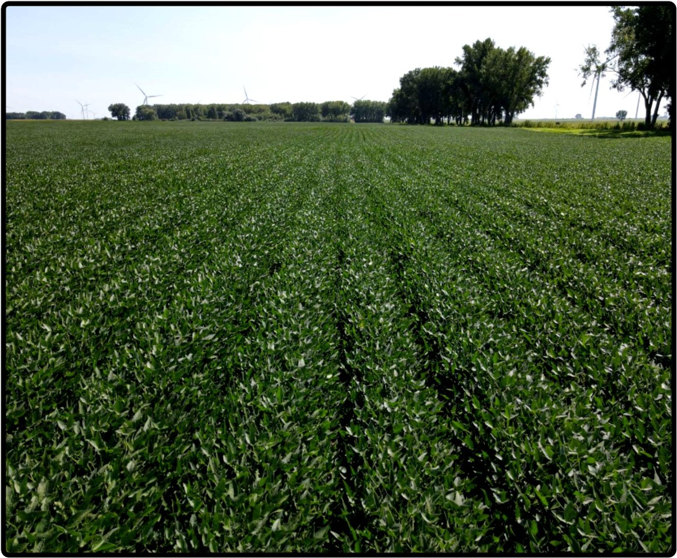 Image for Closed - Freeborn Co., MN - 80.00 Ac., m/l (020-0558-01)