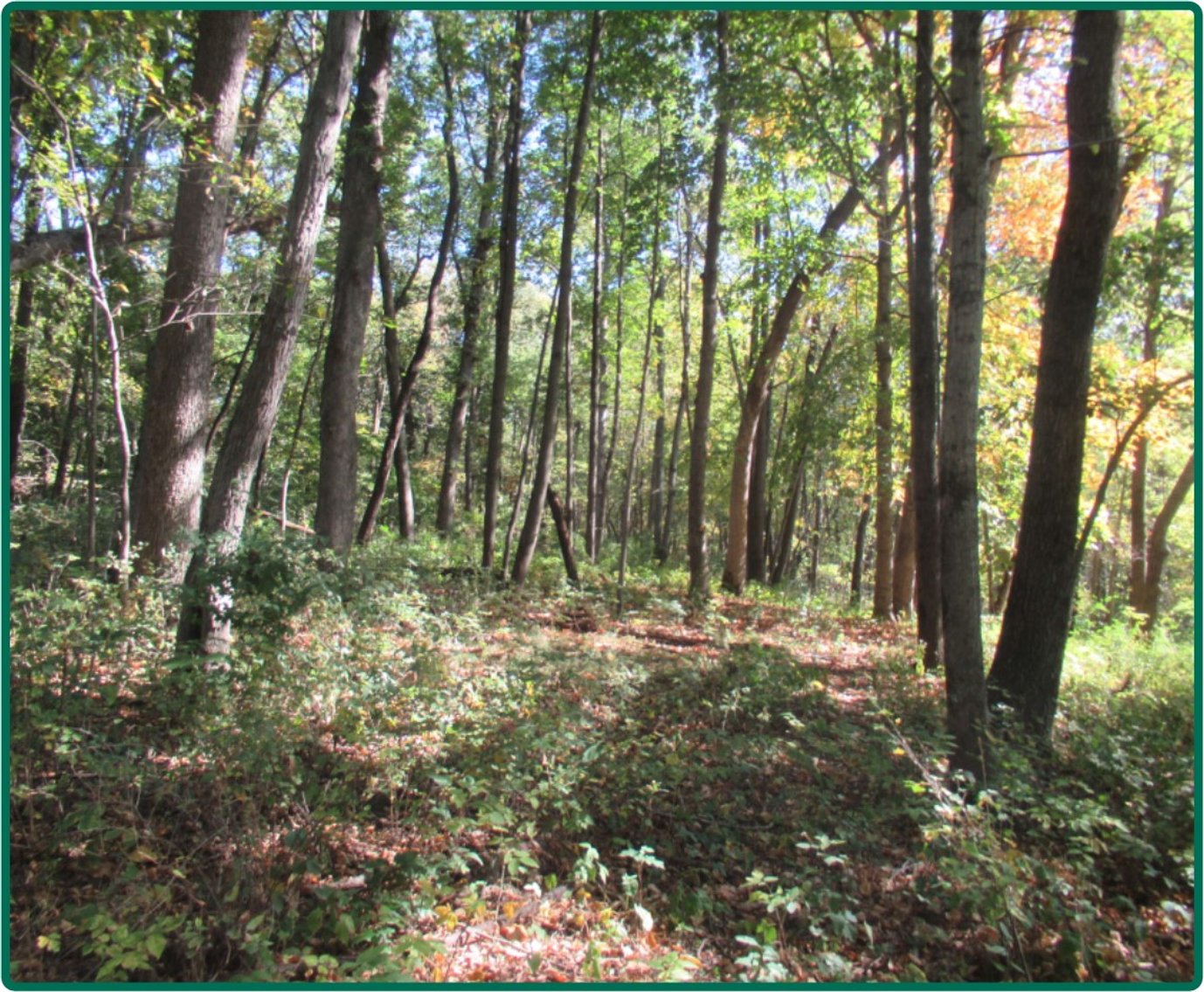 Image for Closed - Cedar Co., IA - 12.72 Ac., m/l (010-2939-01)