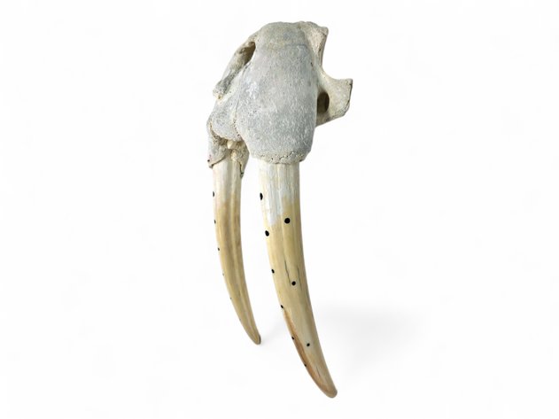 Walrus Skull w/ Baleen-Inlaid Tusks