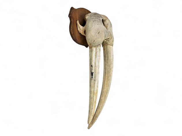 A Scrimshaw Walrus Skull & Tusk Mount