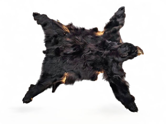A Black Bear Pelt