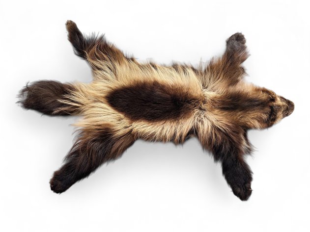 A Tanned Wolverine Pelt