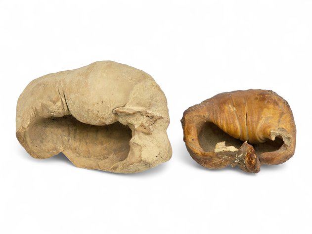 Fossilized Whalebone Eardrums