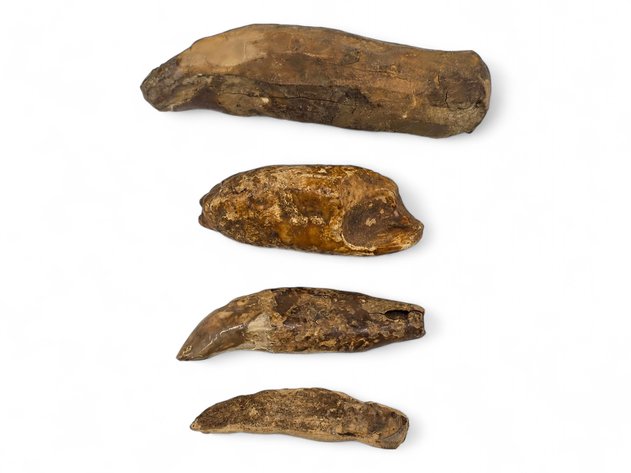 Fossilized Walrus Ivory Specimens