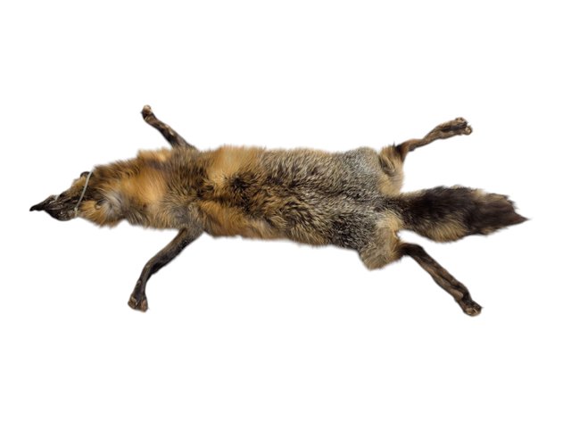Cross Fox Fur Pelt