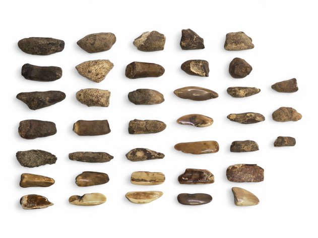 38x fossilized Walrus Ivory & Bone Specimens