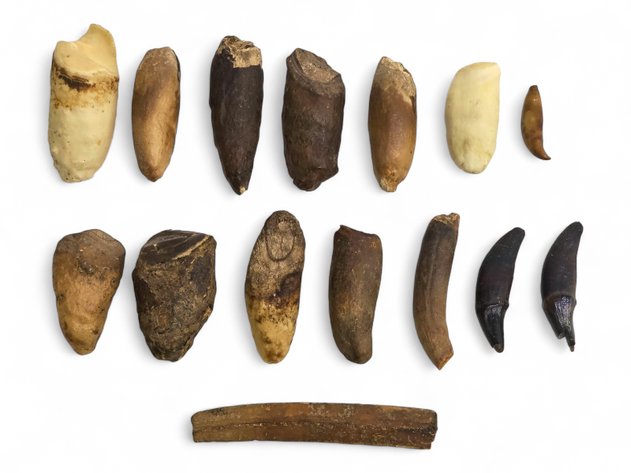 15x Fossilized Animal Teeth - Canines Whale & More