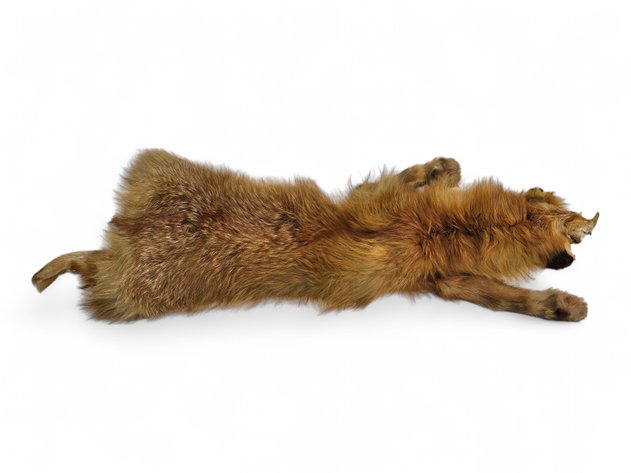 Red Fox Fur Pelt