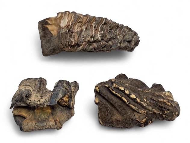 Woolly Mammoth Teeth