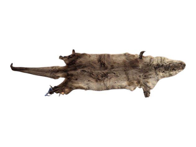 River Otter Fur Pelt