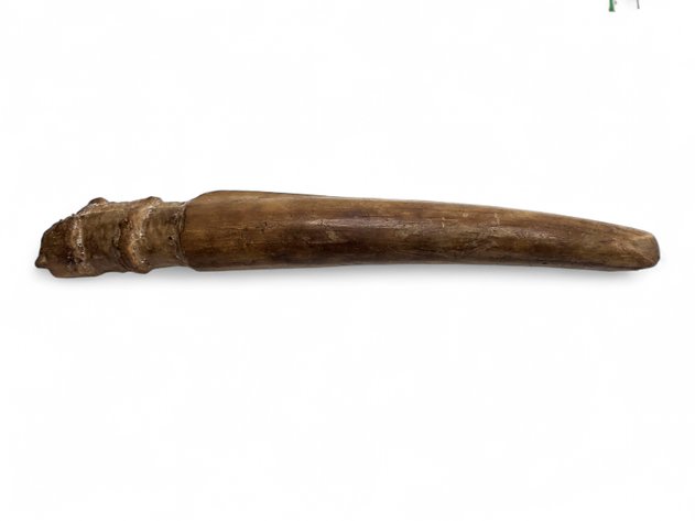 A St. Lawrence Island Walrus Tusk Adze Handle Artifact