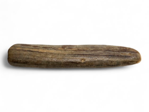An Ancient Mineralized Walrus Tusk Section