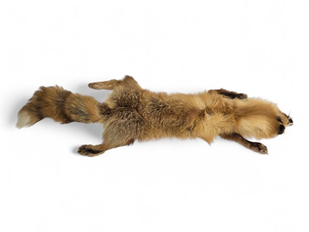 Red Fox Fur Pelt