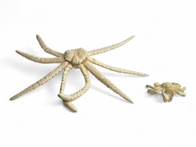 Walrus Ivory Crabs - Norbert Thomas & Other