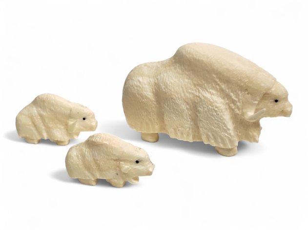 Walrus Ivory Bison Herd - Norbert Thomas