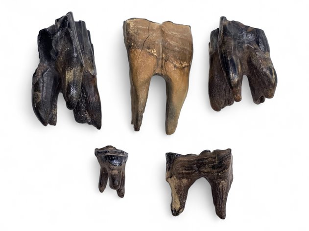 Fossilized Herbivore Teeth