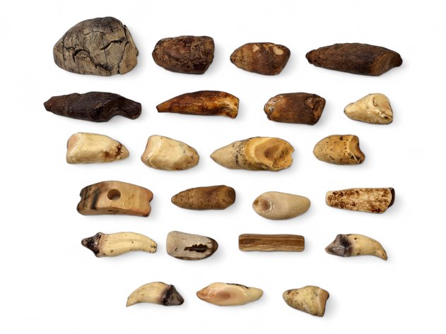 Mineralized Walrus & Wolf Teeth, etc.