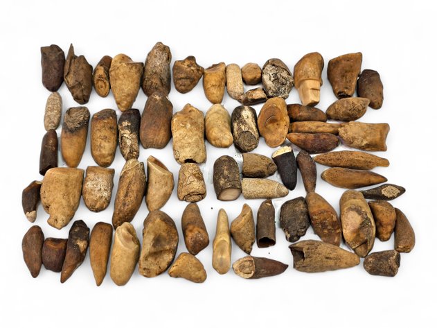 Fossilized Walrus Teeth