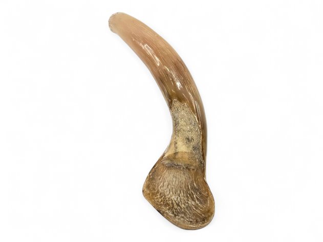 A Carved Musk-Ox Horn