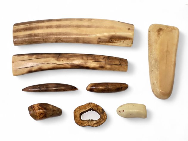Fossil Ivory Specimens