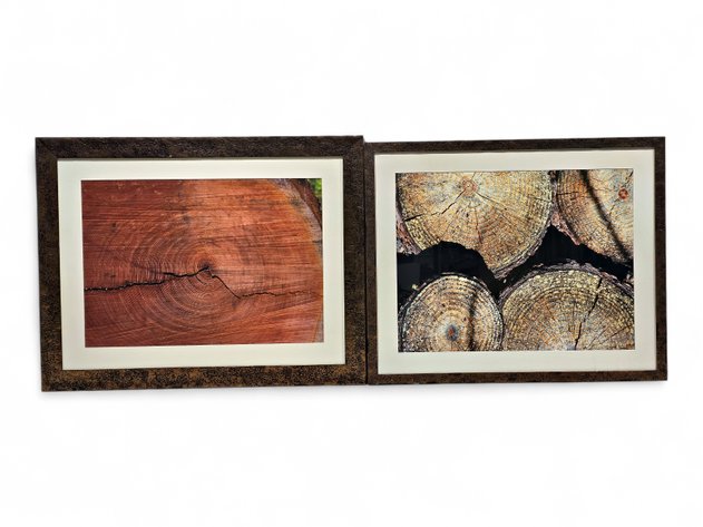 Photographs of Tree Trunks