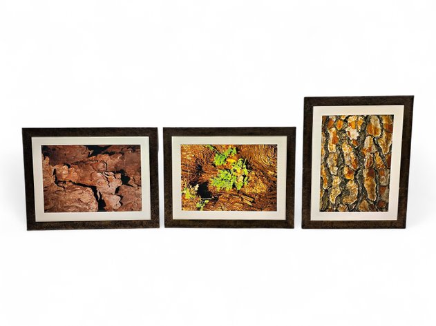 Photographs of Tree Bark