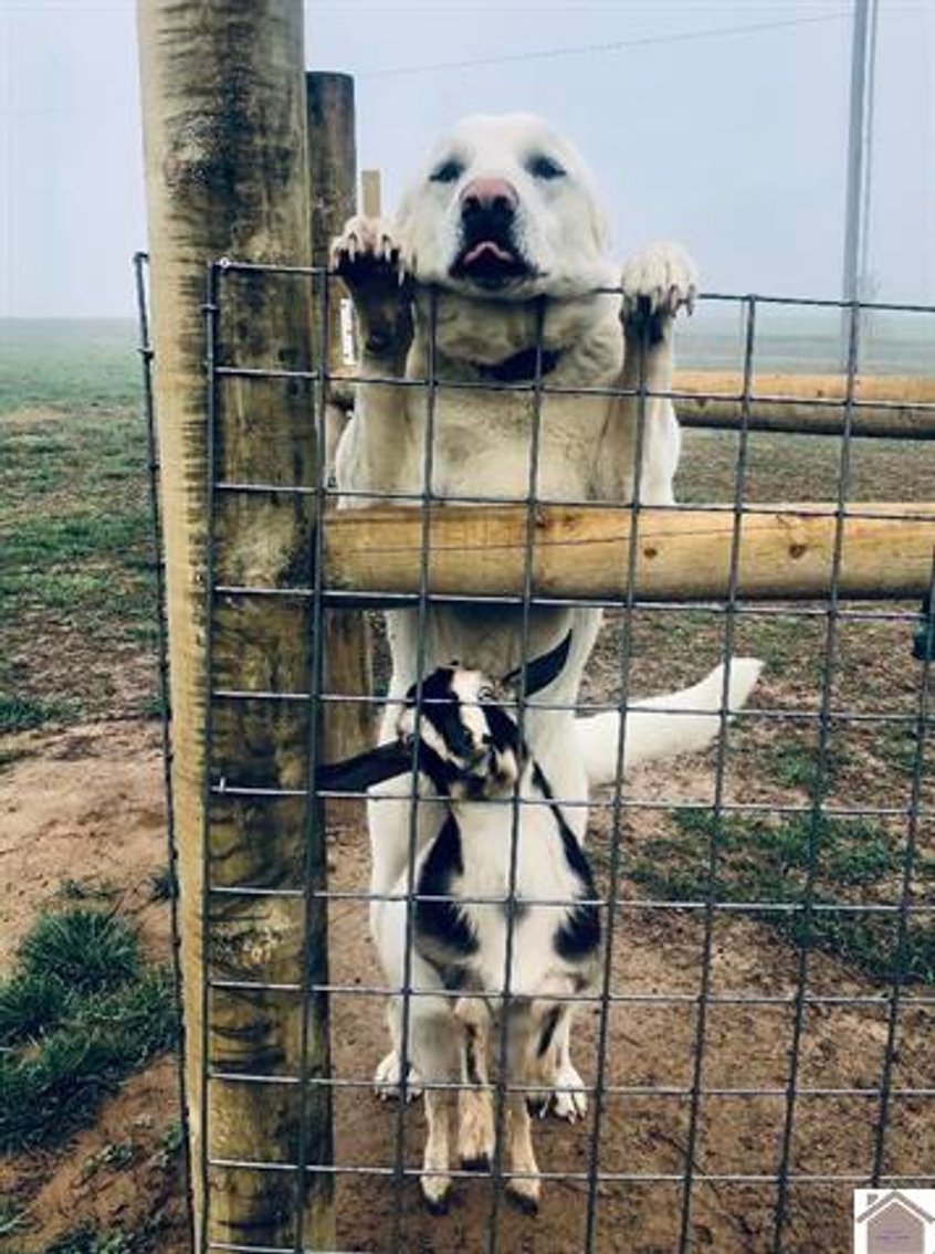 Image for 10046 Bell Chapel Road Pembroke, KY 42266