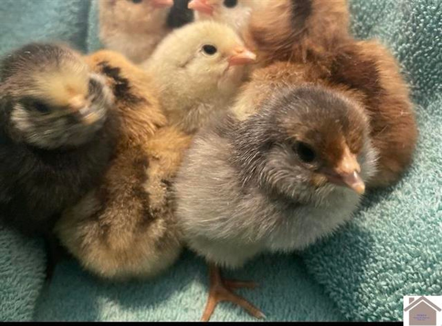 Image for 10046 Bell Chapel Road Pembroke, KY 42266