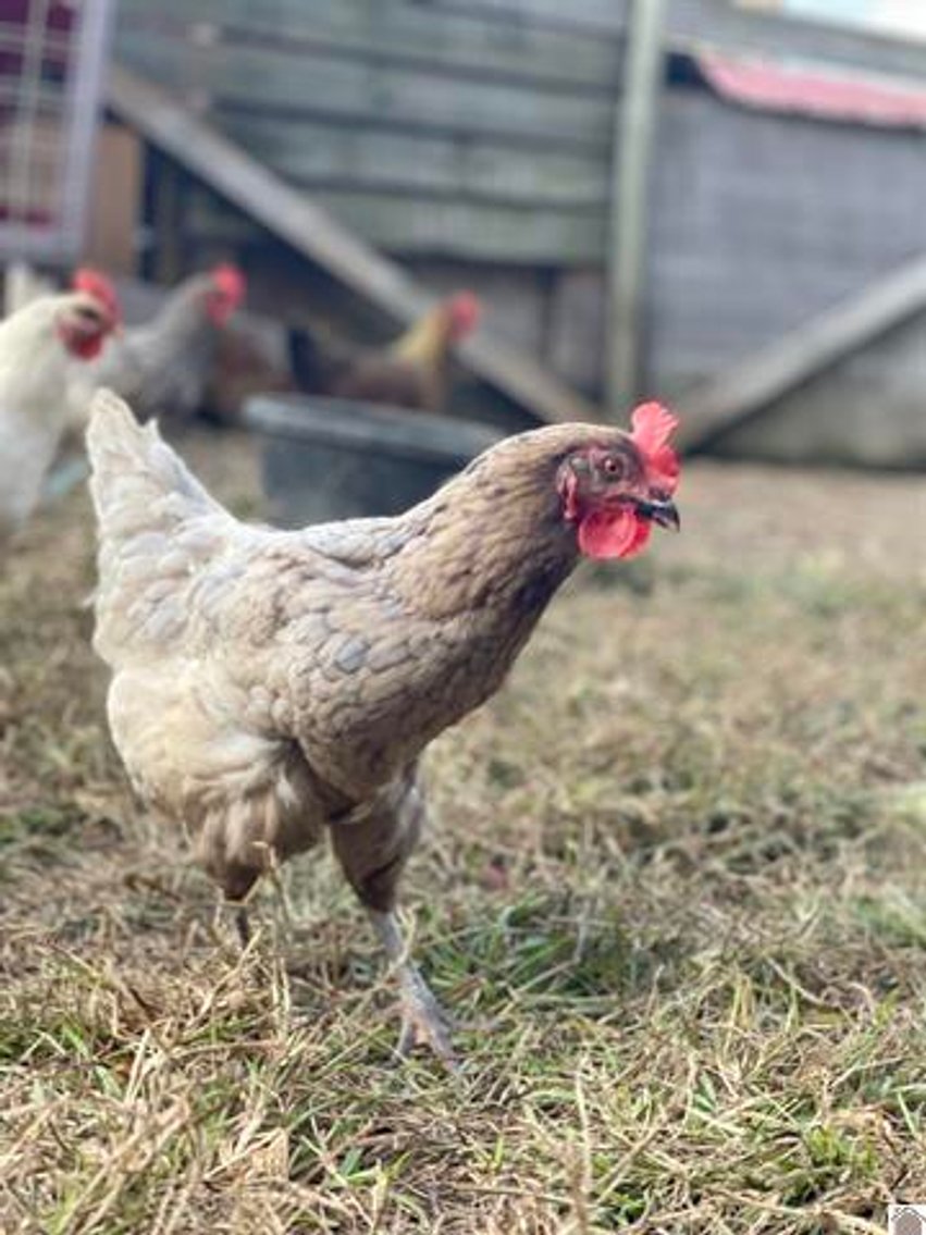 Image for 10046 Bell Chapel Road Pembroke, KY 42266