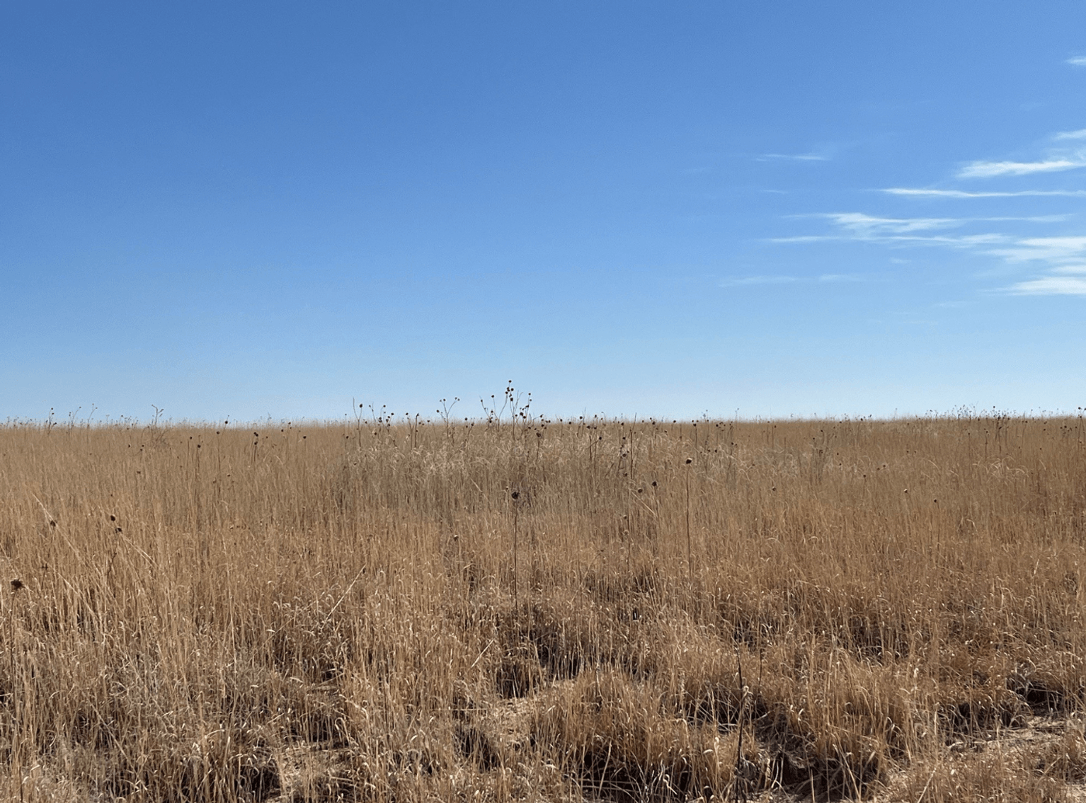 Image for KIOWA COUNTY, COLORADO - CRP (C4077)