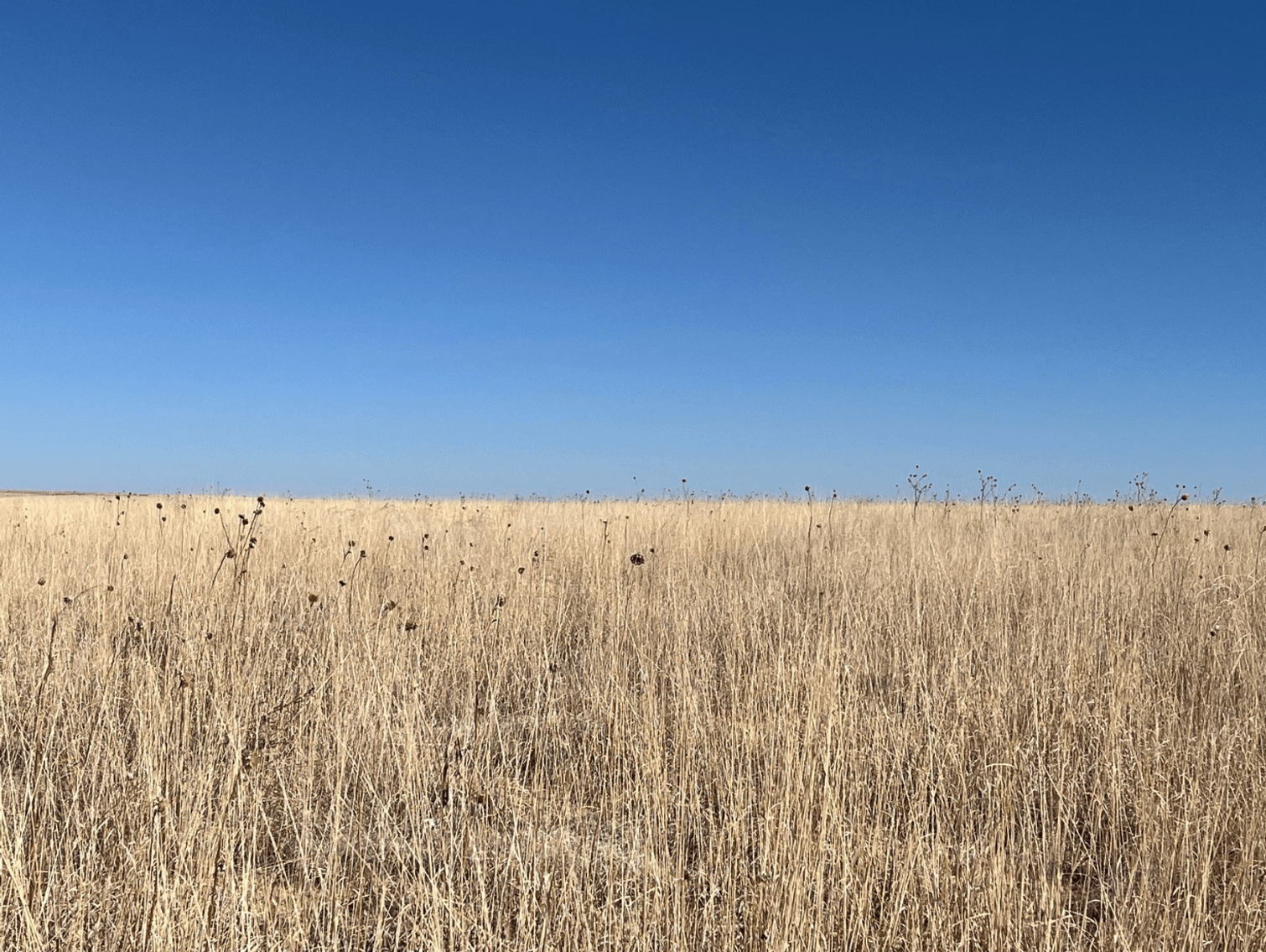 Image for KIOWA COUNTY, COLORADO - CRP (C4077)
