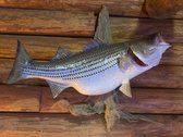 Wall Mount Striped Bass