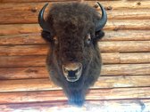 Wall Mounted Bison Head