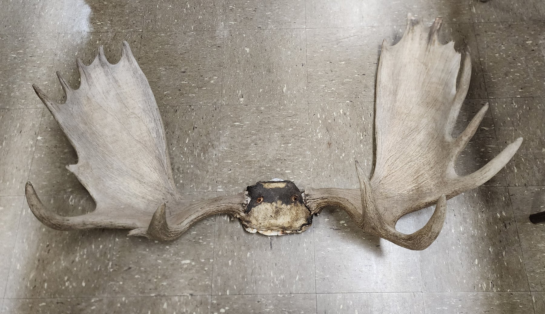 Image for Sporting Auction