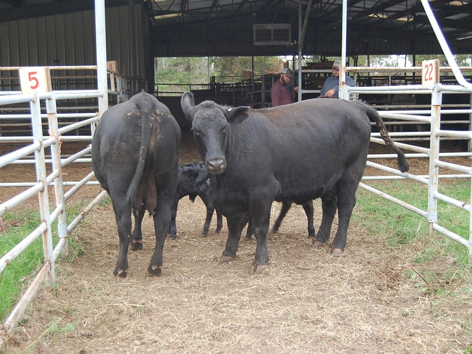 Image for 21st Annual Sale