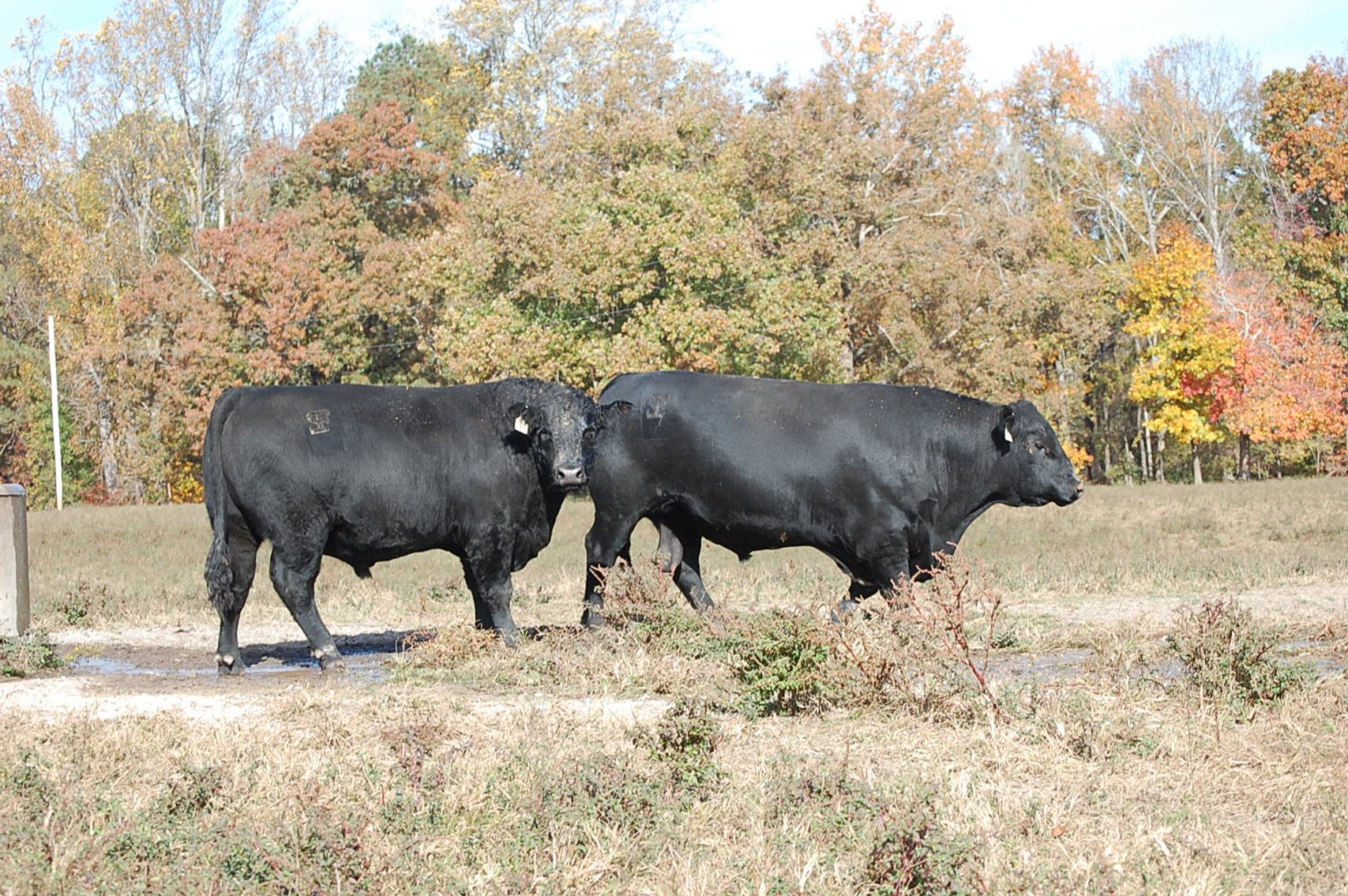 Image for Springfield Angus Bull Sale