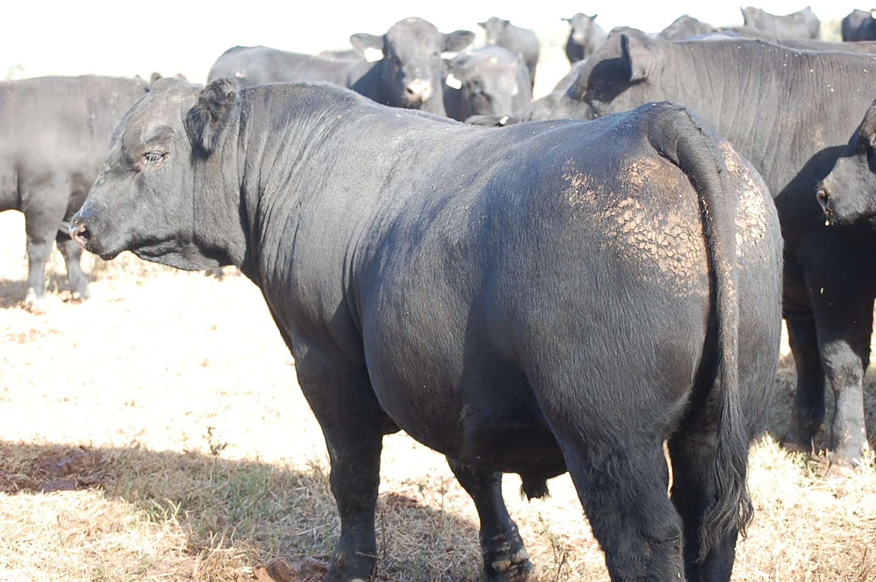 Image for Springfield Angus Bull Sale