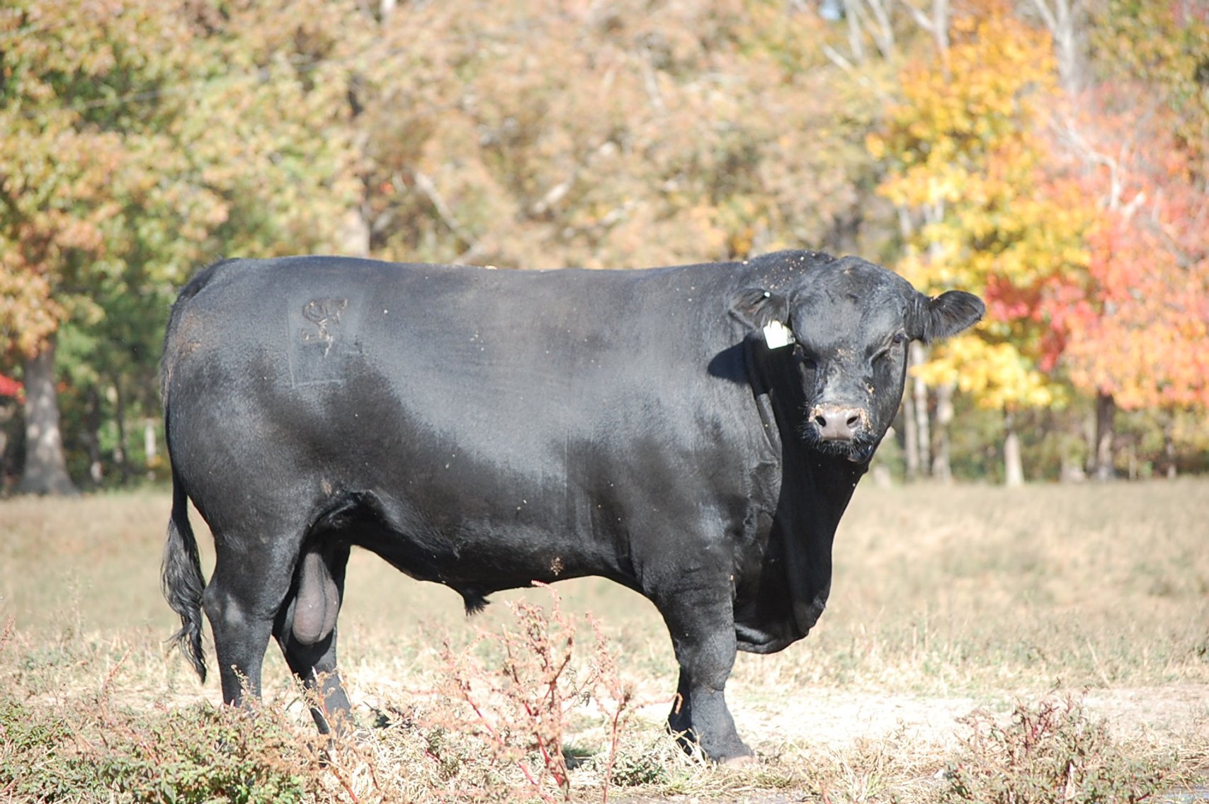 Image for Springfield Angus Bull Sale