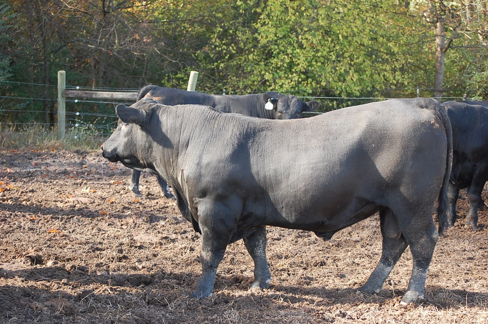 Image for Springfield Angus Bull Sale