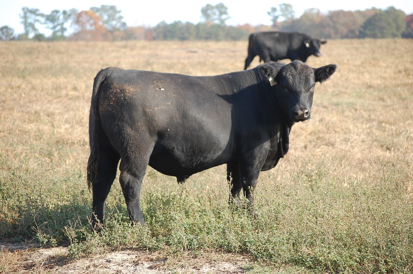 Image for Springfield Angus Bull Sale