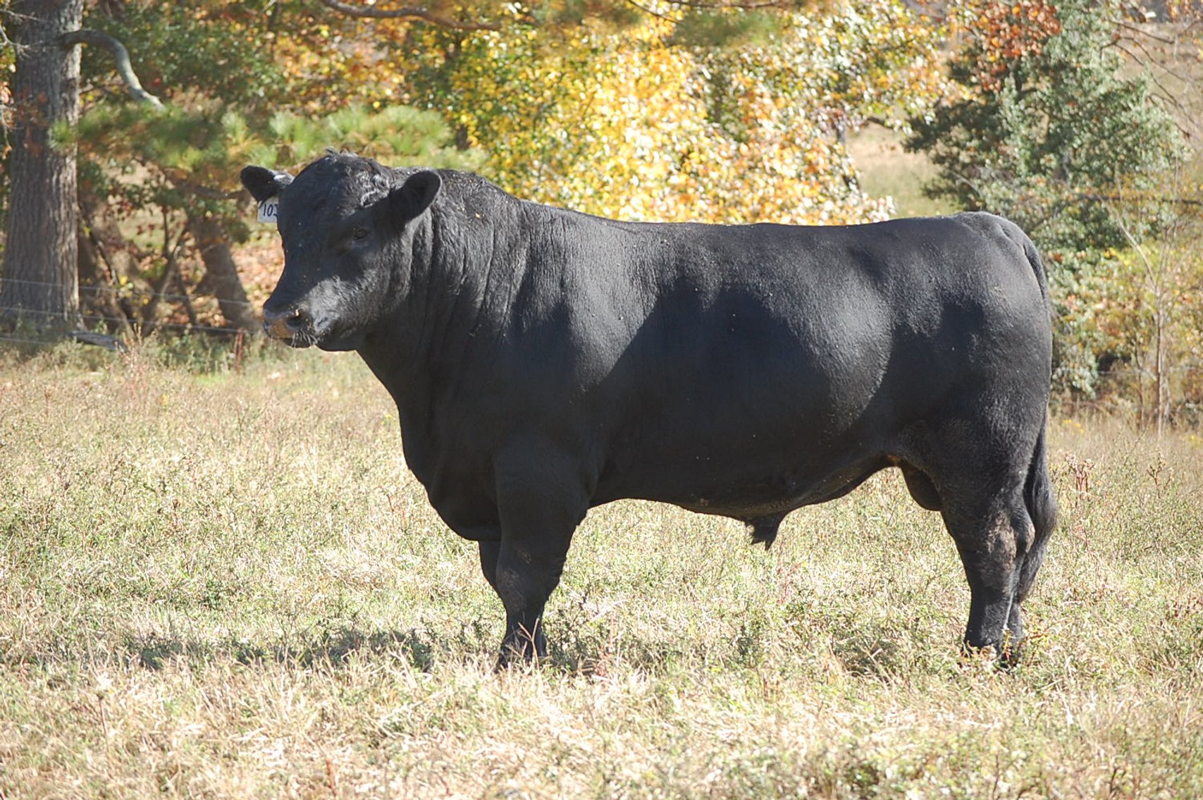 Image for Springfield Angus Bull Sale