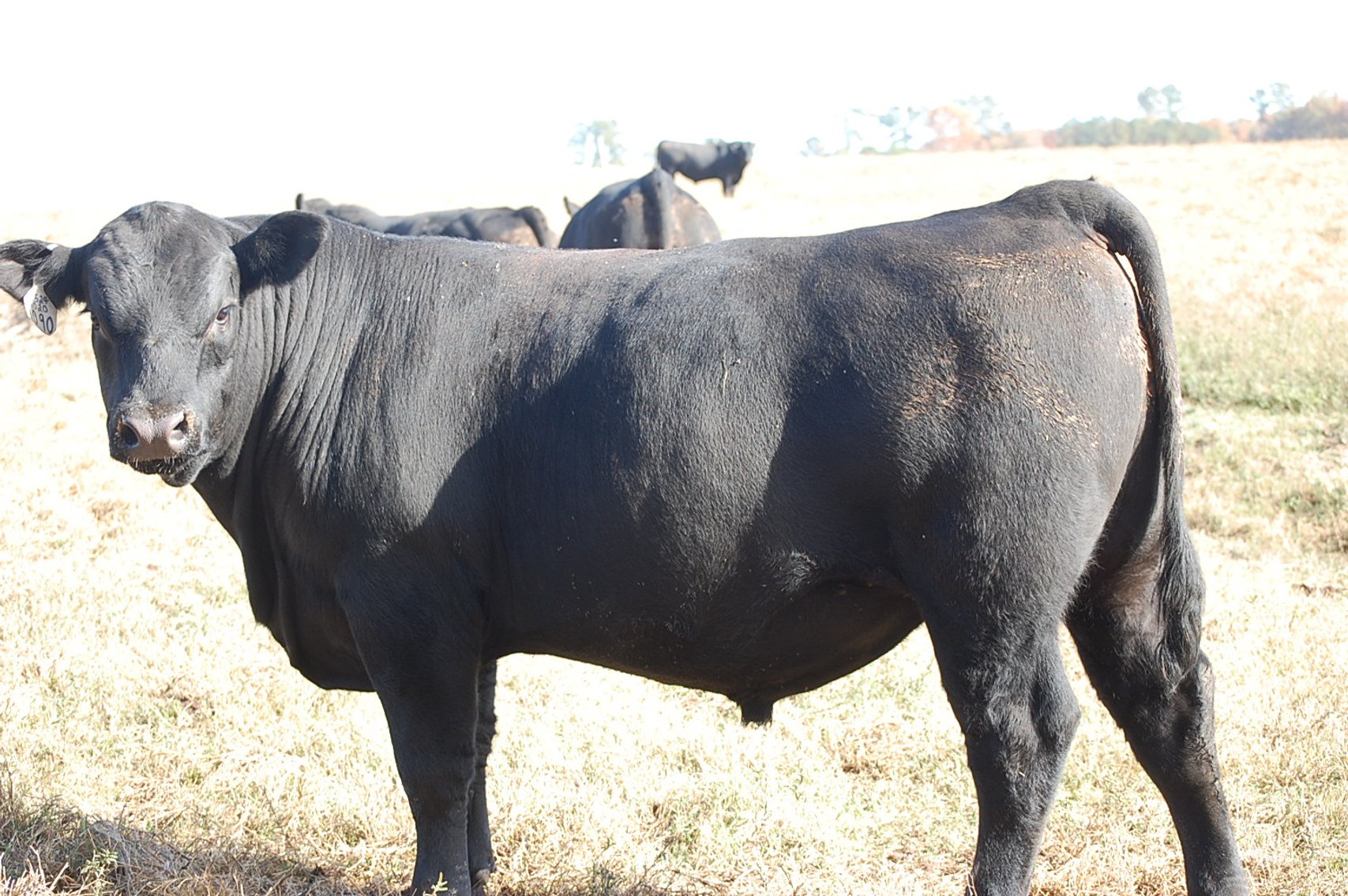 Image for Springfield Angus Bull Sale