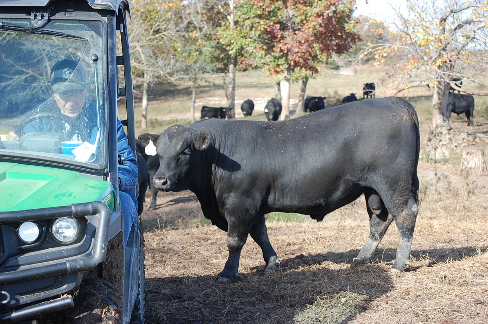 Image for Springfield Angus Bull Sale
