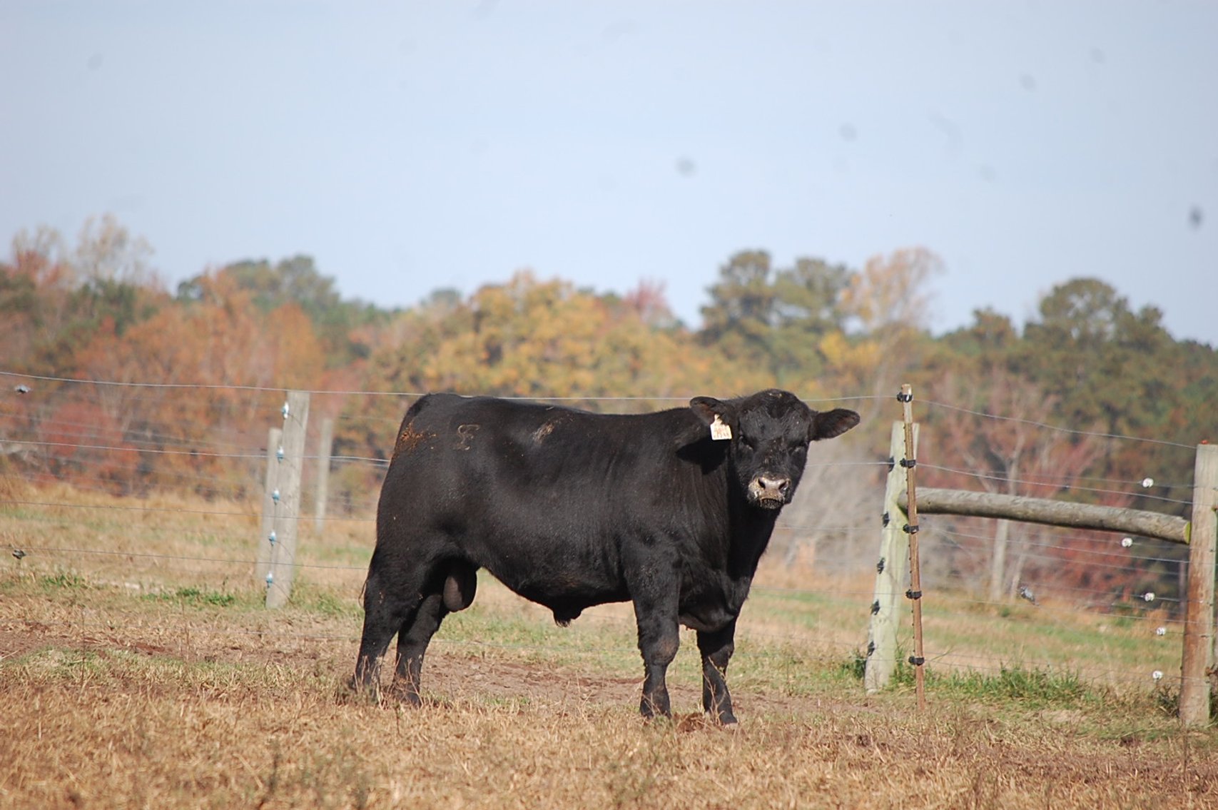 Image for Springfield Angus Bull Sale
