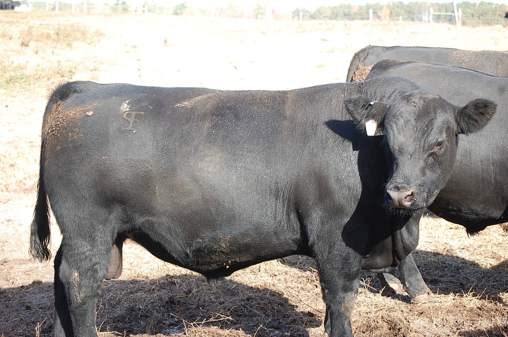 Image for Springfield Angus Bull Sale