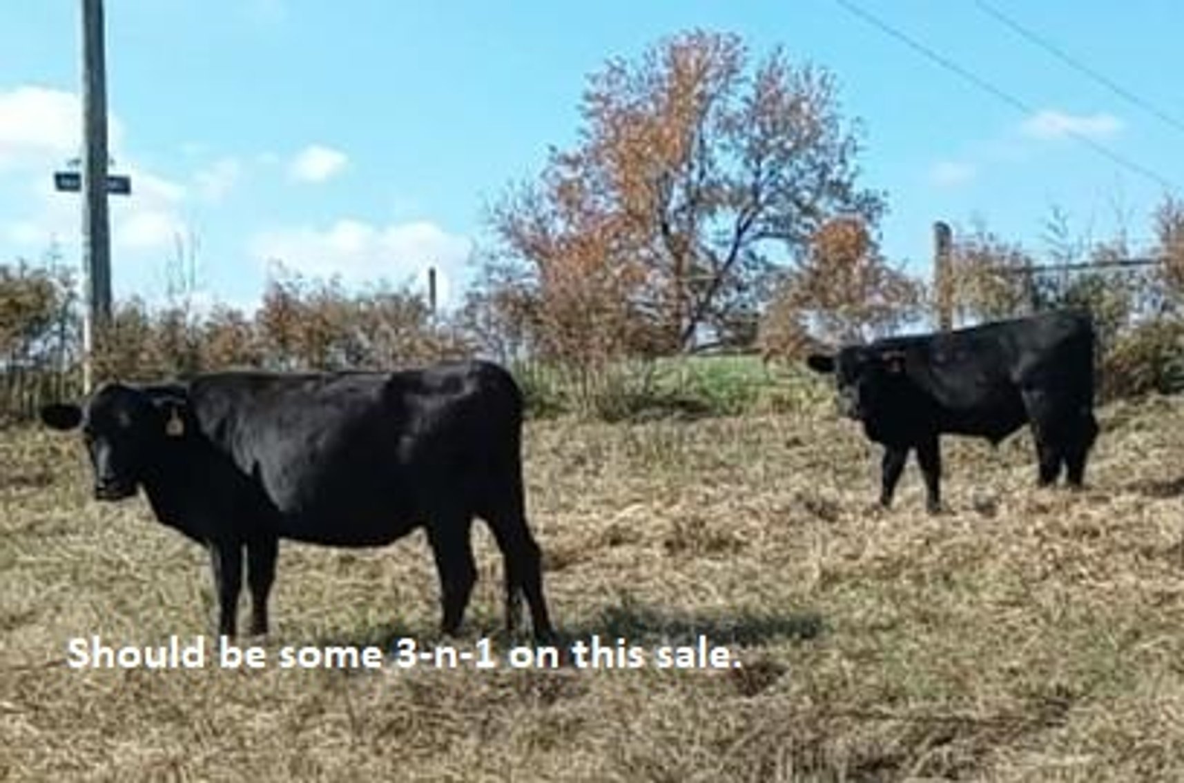 Image for CATTLE AUCTION