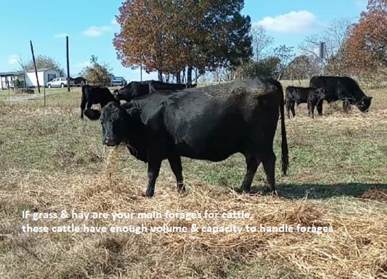 Image for CATTLE AUCTION