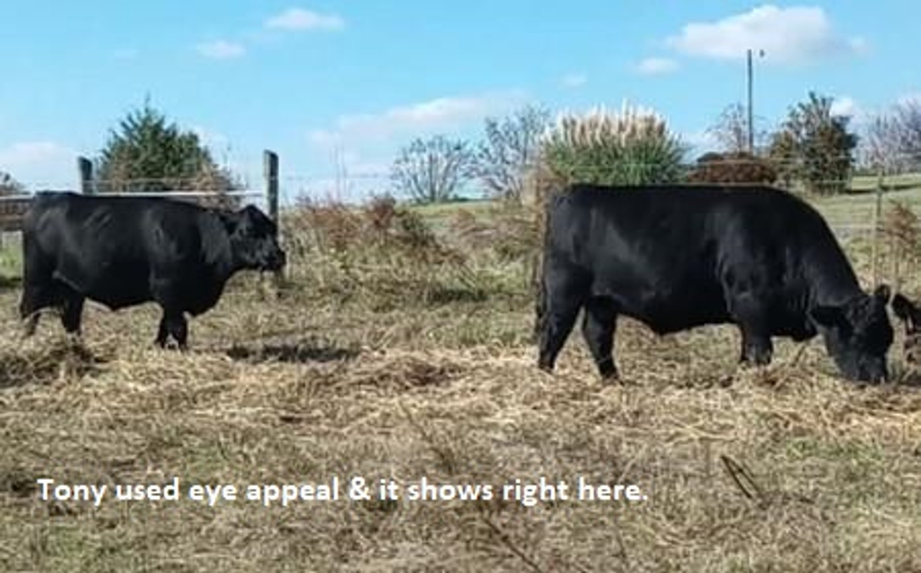 Image for CATTLE AUCTION