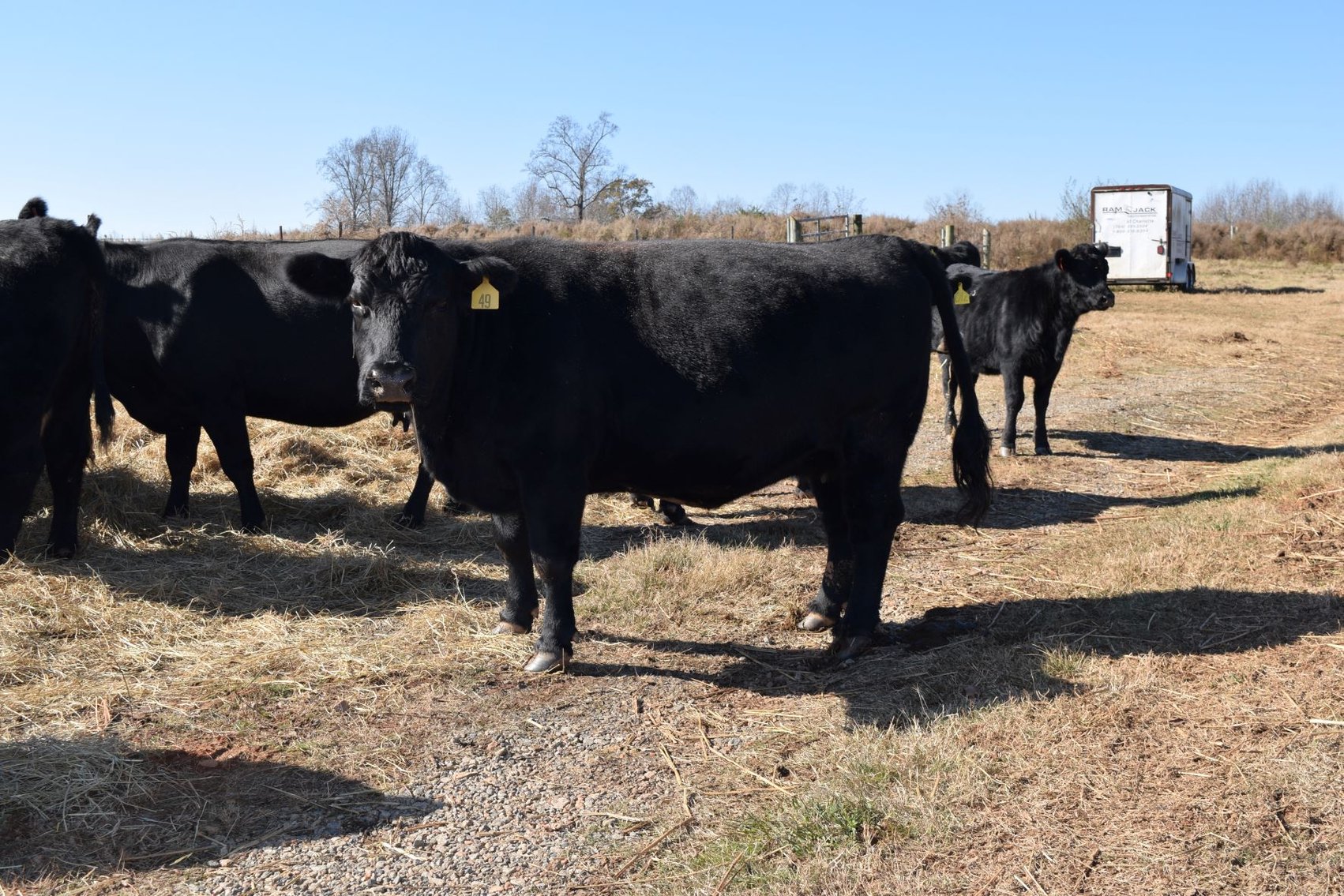 Image for CATTLE AUCTION